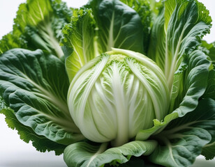 Bok choy, pak choy or Chinese cabbage, is a cultivar group of leafy vegetables that botanically belong to species Turnip, but in everyday life they are more often called collard greens. Generated AI