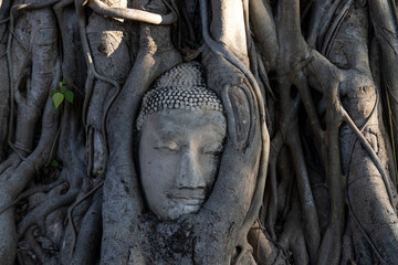 Buddha head Wat Mahathat Ayuttha