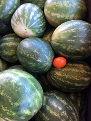 Lone tomato amidst large watermelons
