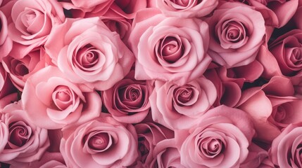 Obraz premium pink roses background