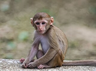 Naklejka premium Petite singe malicieux