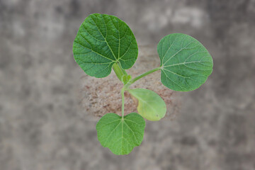 Green vines of gourds and bottle gourds. Close-up of apo squash leaves.