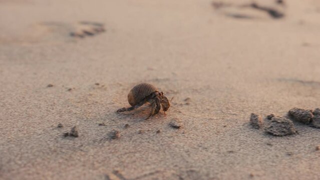 Hermit crab walking on the beach