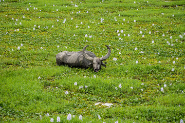 Wild Buffalo Grazing in the Wetland of Kaziranga National Park of Assam 1. Exclusive on Adobe Stock.