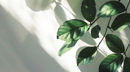Obraz premium Shadow of leaf overlay on white texture background Use for decorative product presentation : Generative AI