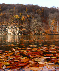 autumn leaves on the river