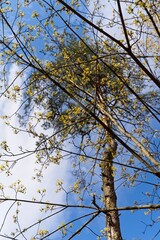 Spring sky through the branches of trees in the forest.                               