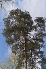A tall slender pine tree in a spring forest against the sky.                               