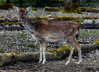 Fallow deer female. Latin name - Dama dama	