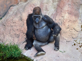 Male silverback gorilla resting on some rocks near a river.