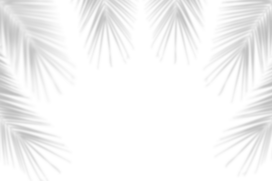 Realistic shadows of tropical leaves of a palm tree on white background. Summer design elements. Decoration natural border frame tree branch shade. Cut out, png file