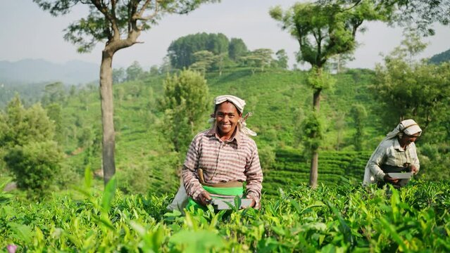 Women pick fresh tea leaves on lush plantation in Sri Lanka. Smiling workers in field gather green leaf, traditional harvest methods. Eco-friendly farm produces organic Ceylon tea amidst nature hills.