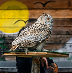 Eagle owl on the board. Latin name - Bubo bubo	
