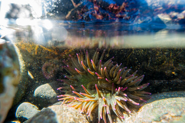 Anemone in a tidepool