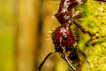 Closeup of bullet ant head