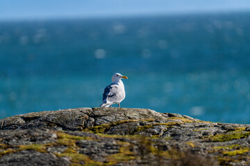 Seagull standing on rock 