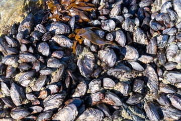 Rock covered in mussels and seaweed