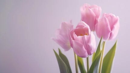 Light pink tulip bouquet on a plain background shot with soft light and a shallow depth of field : Generative AI