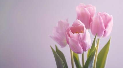 Fototapeta premium Light pink tulip bouquet on a plain background shot with soft light and a shallow depth of field : Generative AI