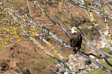 Bald eagle on a tree branch