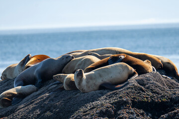Group of sealions sunbathing on rocks