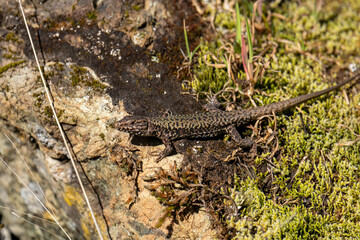 Green lizard on a mossy stone