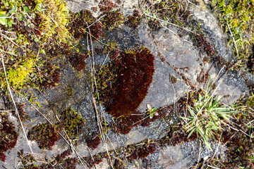 Patch of red moss growing on a rock