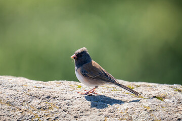 Black sparrow eating an insect