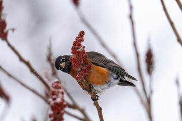 Robin on sumac branch