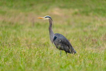 Great blue heron standing in field