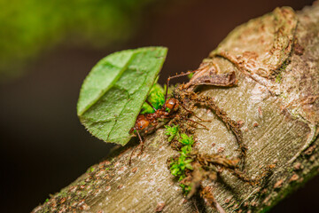 Leaf cutter ant carrying leaf on a branch
