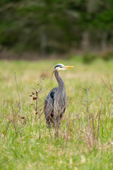 Great blue heron standing in field
