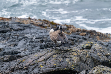 Canada goose grooming its feathers near coastline