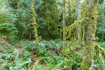 Fern covered mossy forest 