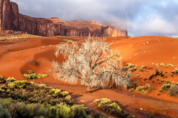 Dramatic image of a cottonwood tree growing in the midst of orange dirt and sand in Monument Valley.