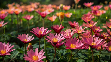 Obraz premium Purple Chrysanthemum in flower garden agriculture background with soft focus. And have some space for write wording 