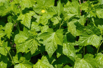 Juicy bright green currant leaves in spring in the garden.