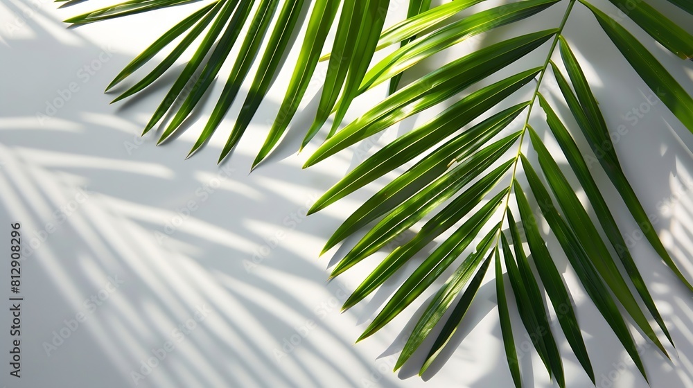 Poster tropical palm leaves on a white and grey background for designs summer styled high quality image top