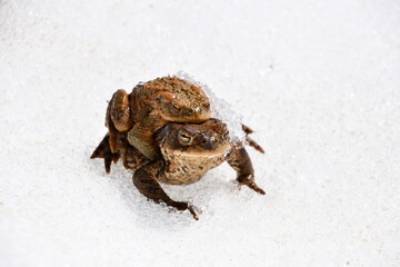 Common toads / European toads (Bufo bufo) on snow
