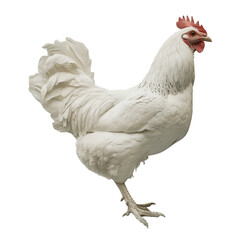 White chicken isolated on transparent background