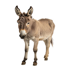 Fototapeta premium Donkey isolated on transparent background