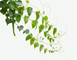 Obraz premium photo of realistic tropical vines on a white background