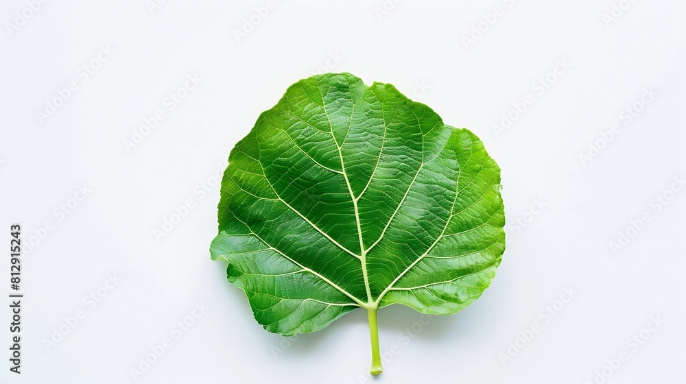 Aufkleber top view of a green fig leaf isolated on a white background : generative ai