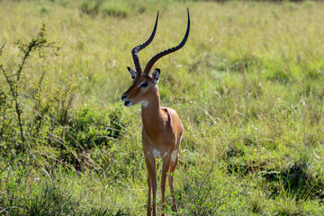impala in Masai Mara National park