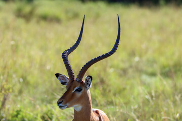 Closeup of impala antelope