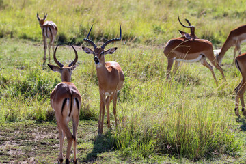 impala in the masai mara
