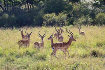 impala in the savannah