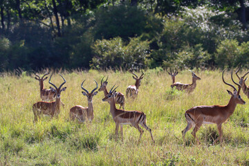 group of deer in the grass