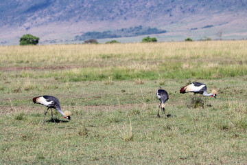 Three grey crowned cranes in savannah