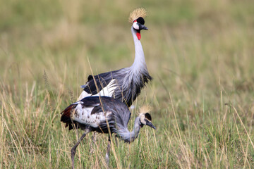 Portrait of two grey crowned crane